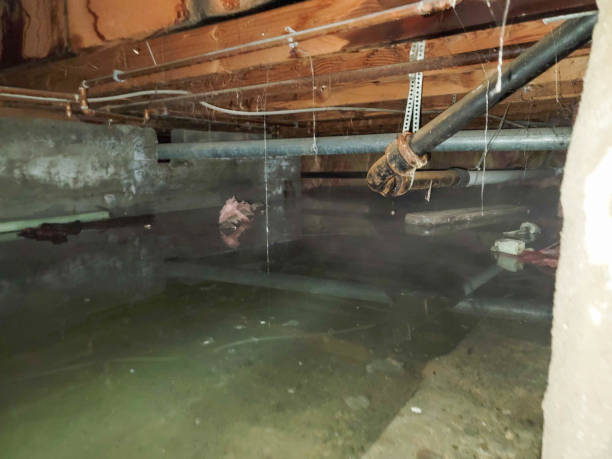 Best Water damage contractors near me  in Scottsville, KY