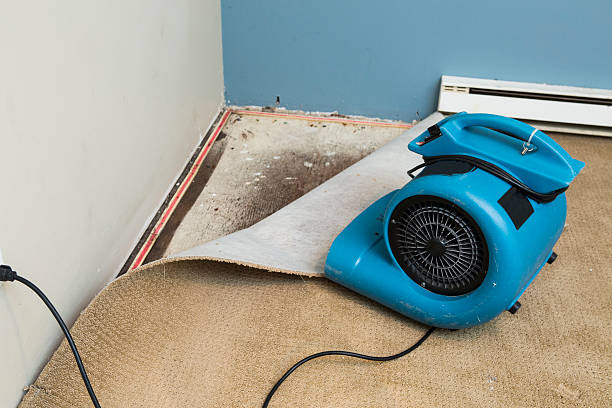 Best Basement water damage restoration  in Scottsville, KY